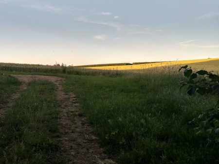 gouden avondlicht