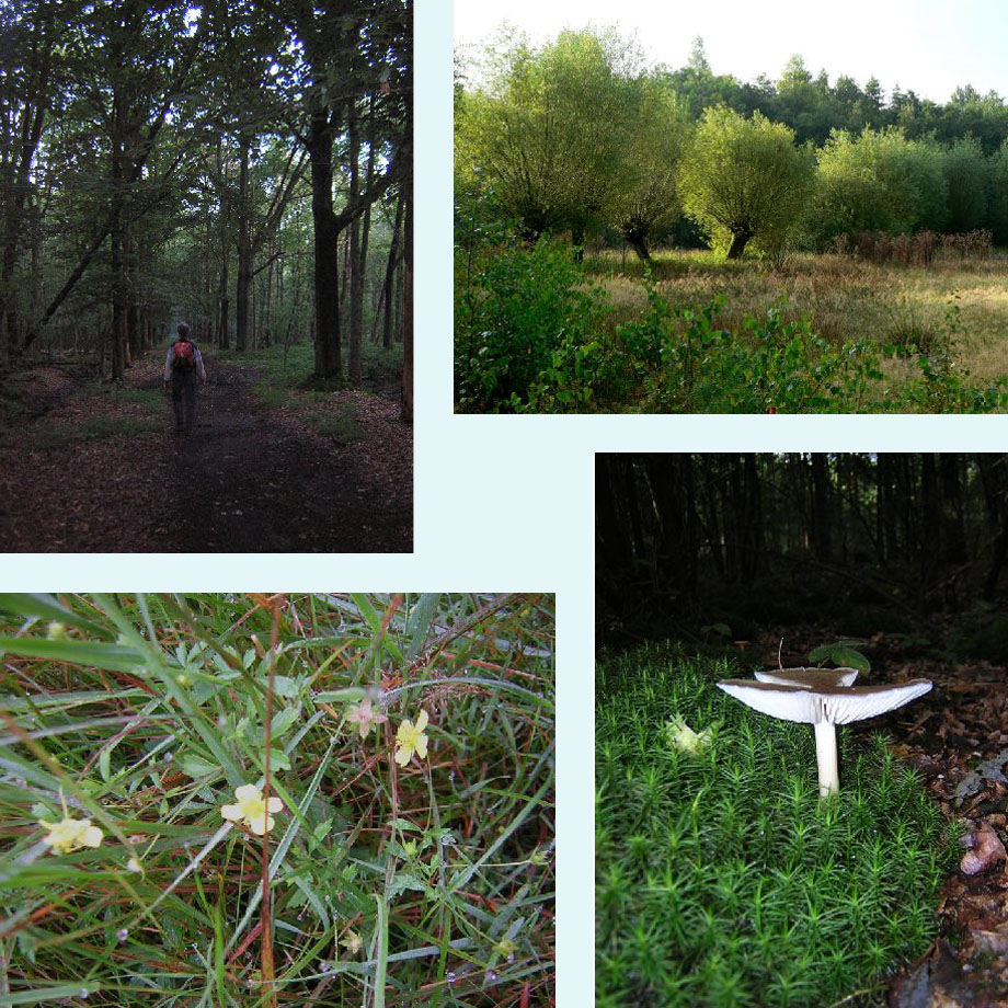 laan en weitje in de Geelders, tormentil, paddenstoelentijd