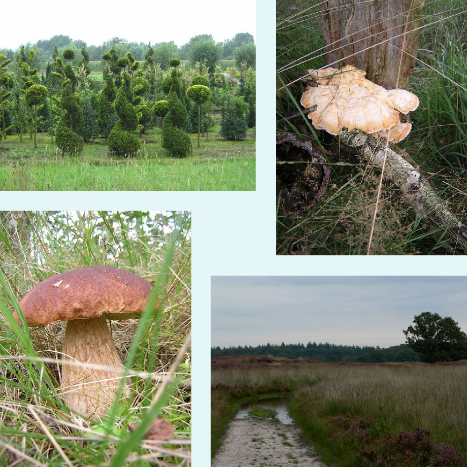 wat een snoeiwerk, zwavelzwam, boleet, uitzicht over de heide