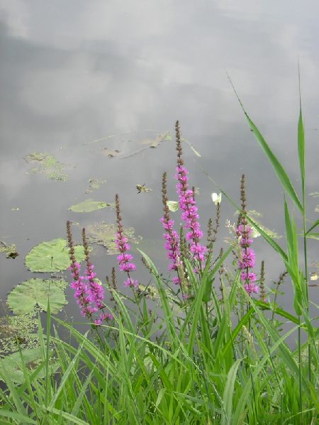 een echte vlinderlokker