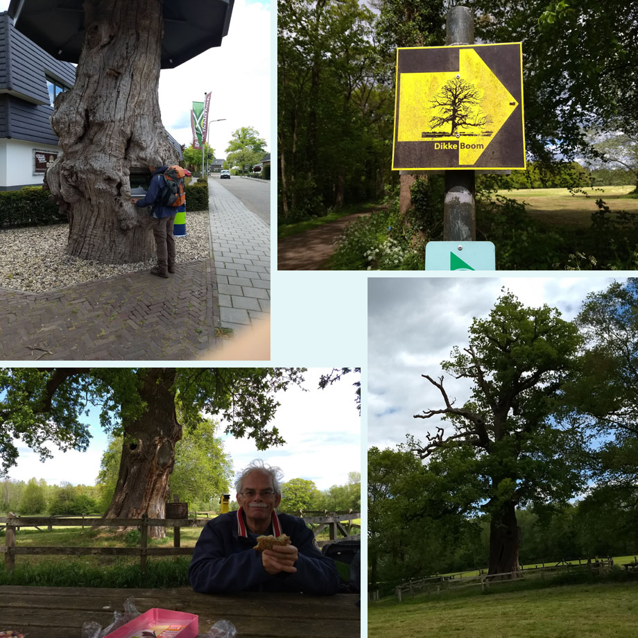 op visite bij de Dikke Boom