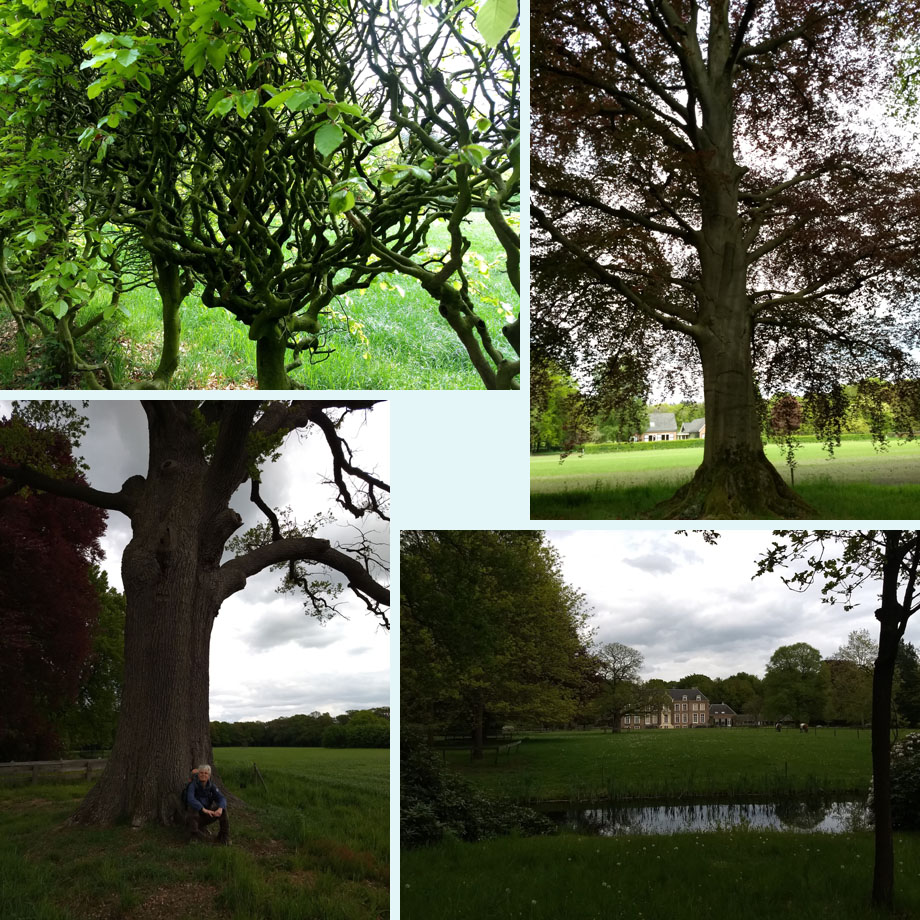 bewerkelijke beukenheg, superbeuk, reuze(n)eik, zicht op Ampsen