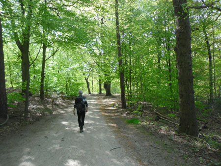 het is rustig in het bos