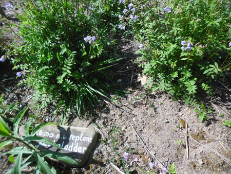 kruiden in Koekendaal