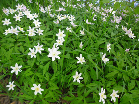 bosanemonen langs de weg