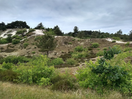 in de Schoorlse duinen