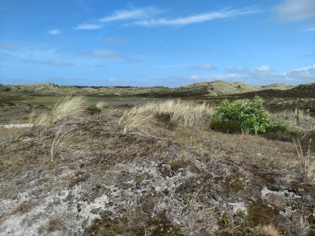 groen van het helmgras