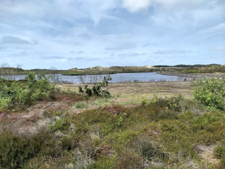 Vogelmeer