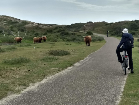 Schotse hooglanders