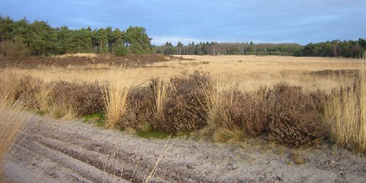 de Groote Heide tussen Aalst en Heeze