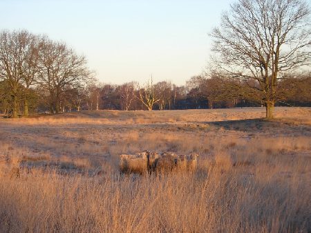 Kempische heideschapen in het wild