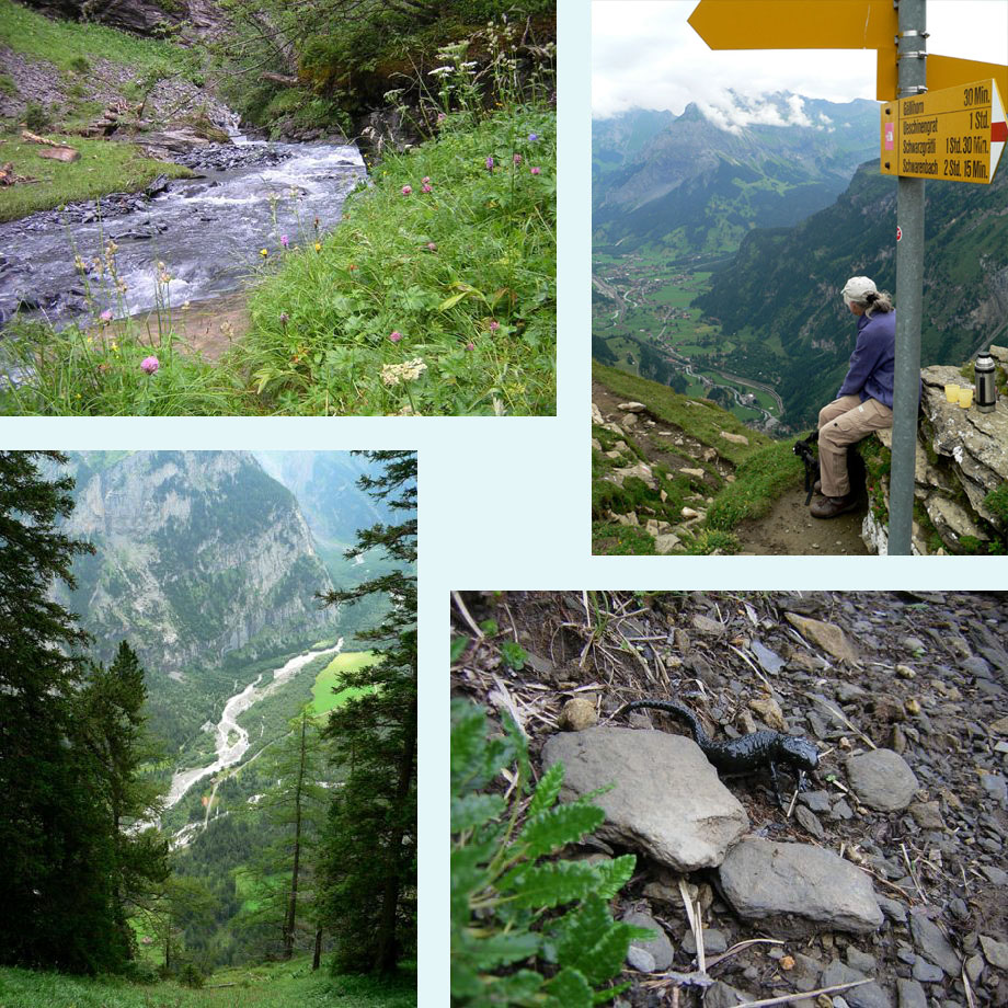 langs de Schwarzbach, pauze op de Gallihorn, zicht op het Gasterental, alpensalamander