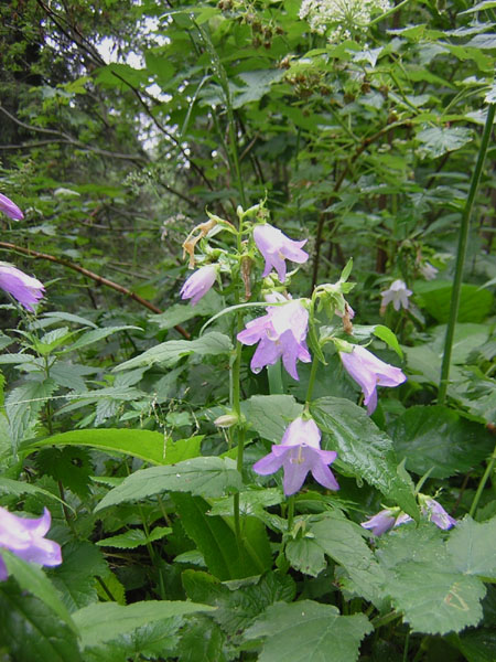 een van de vele soorten klokjes