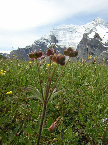 bloemen geven vruchten!