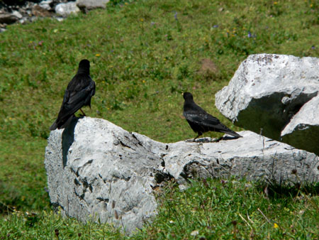 waar mensen komen, zijn alpenkauwen