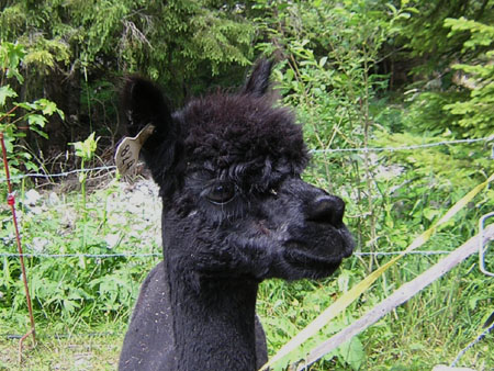 alpaca