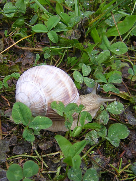 weer voor wijngaardslakken