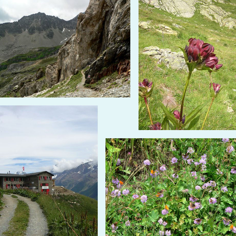 het Wallis in, paarsrode gentiaan, Kummenalp, wat veel vlinders!