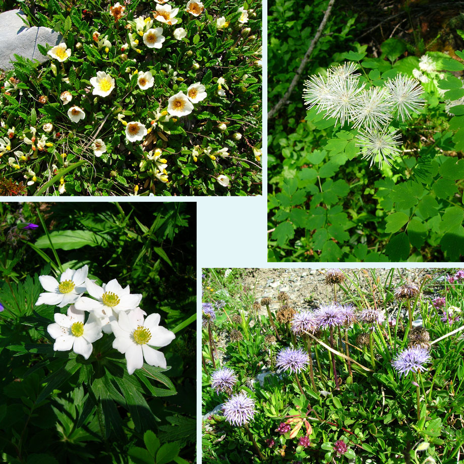 prachtige alpenbloemen