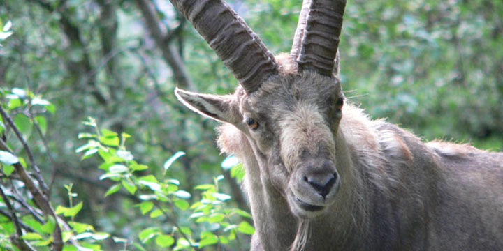 steenbok van dichtbij