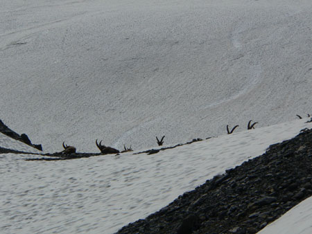 wat veel steenbokken