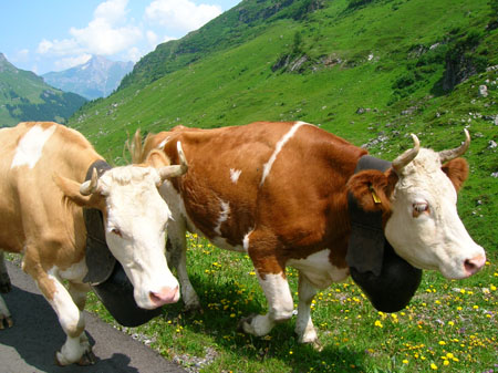 wat een enorme bellen!