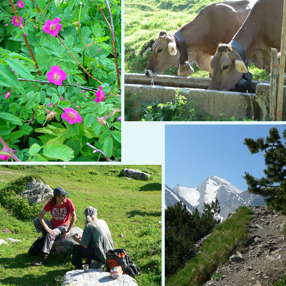 hondsroos, koeien, toeschouwers, gallihorn