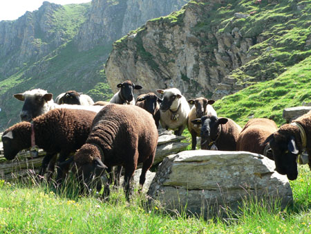 nieuwsgierige schapen