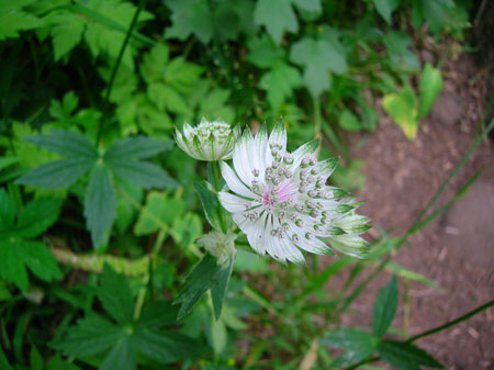 astrantia