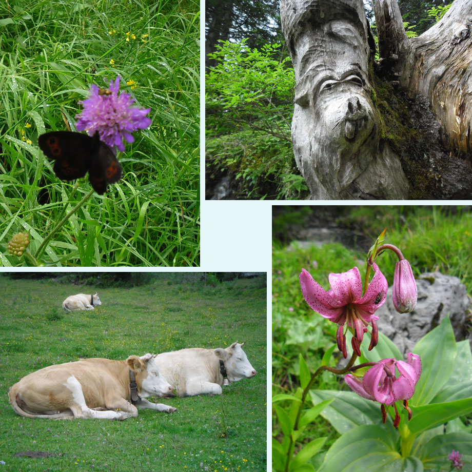 erebia, boomkunst, lekker soezen, Turkse lelie