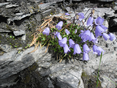 campanula