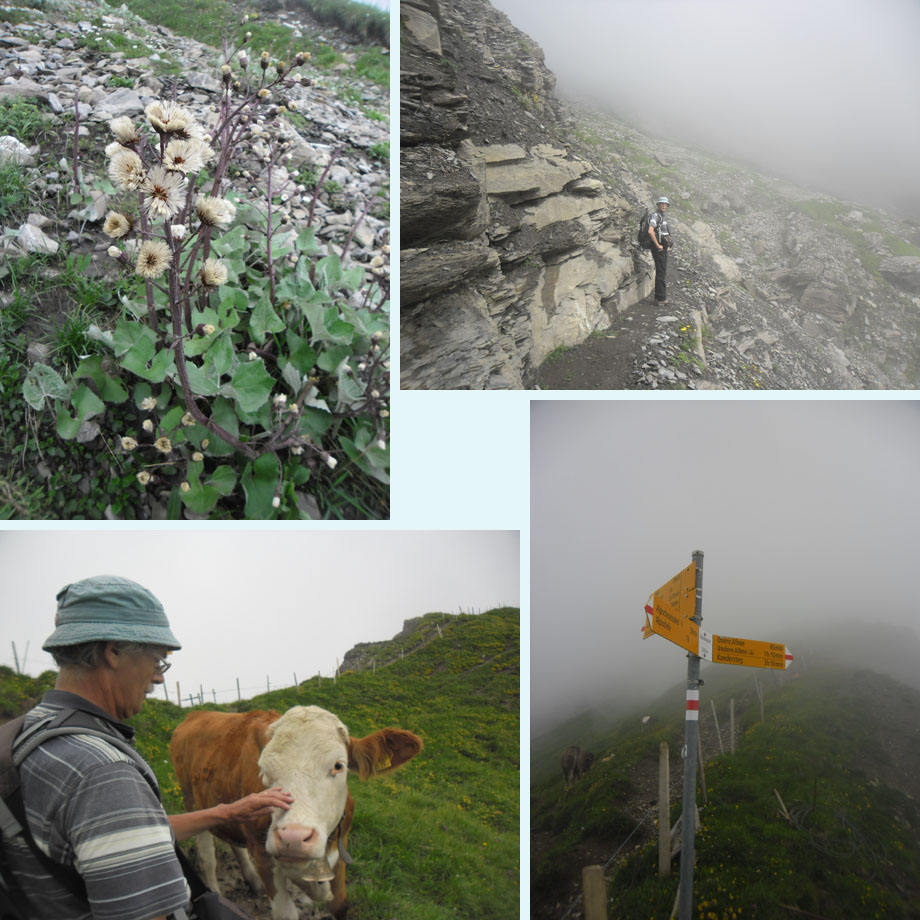 Alpschelengrat in de mist, aaibare koe