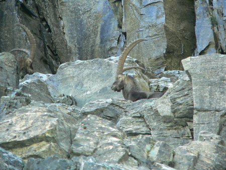 ja - toch steenbokken!
