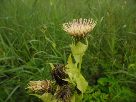 distel