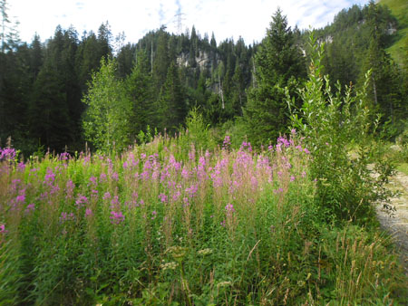 bloeiend wilgenroosje