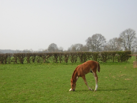 wat is dat gras ver weg!