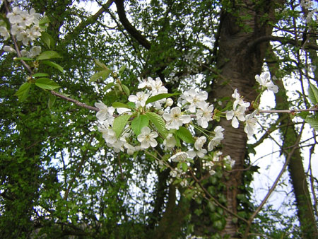 de zoete kers bloeit volop