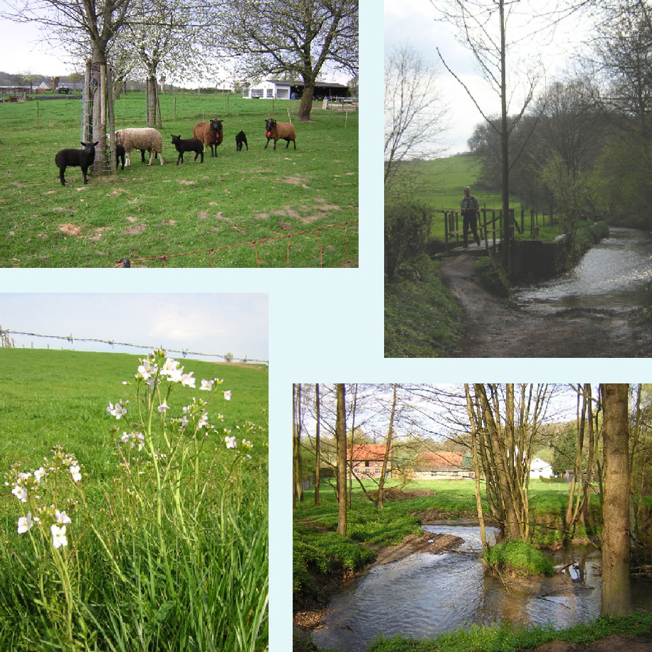 lammetjes, bij de Gulp, pinksterbloemen, meanders