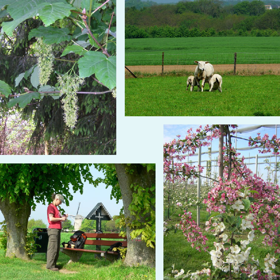 bloeiende esdoorn, lammetjes, pauze bij de molen, bloeiende appels
