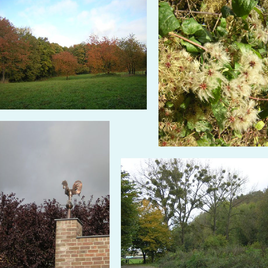 herfstkleuren, bosrank, kukeleku, volop maretak