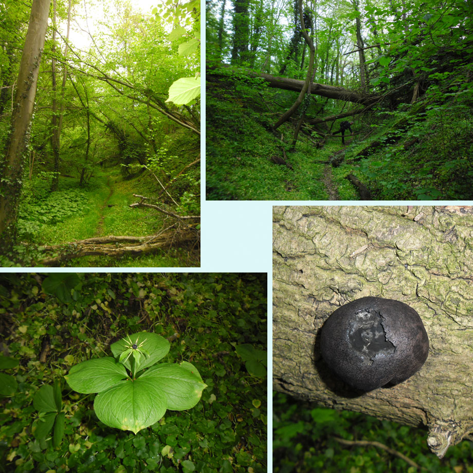spannend pad, met klauterwerk, eenbes, houtskoolzwam