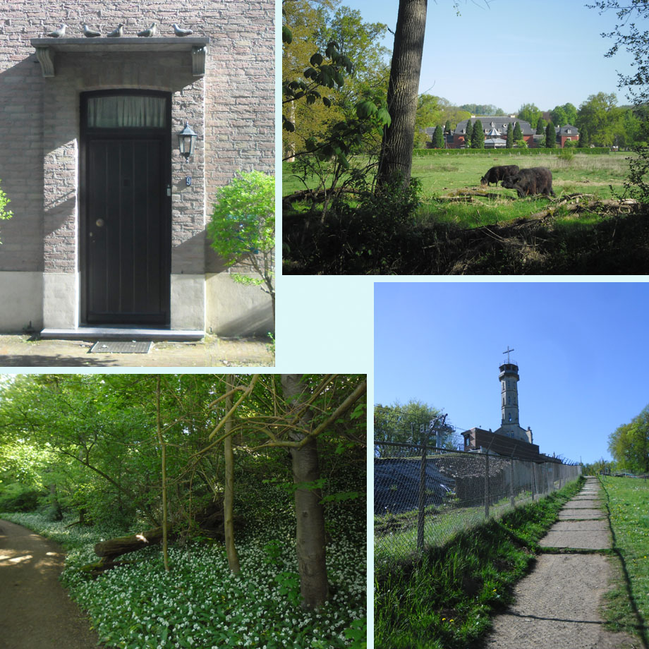 duivenschrik?, Ingendael, nog volop daslook, Wilhelminatoren