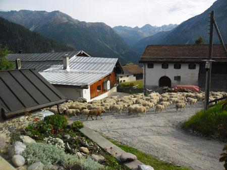 de schaapskudde gaat door het dorp