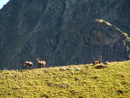 de steenbokken boven de hut