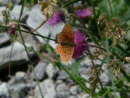 een goede dag voor vlinders