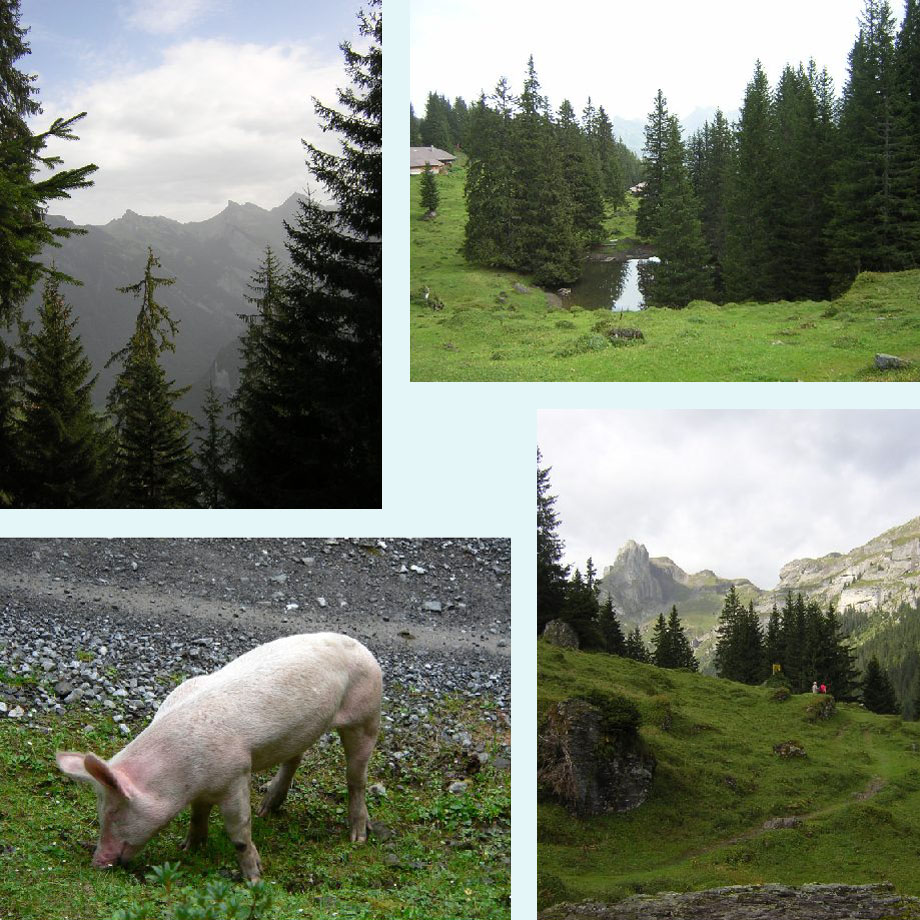 een heiige ochtend, Sausmatten, zo roze ..., op weg naar Kuhbodmen