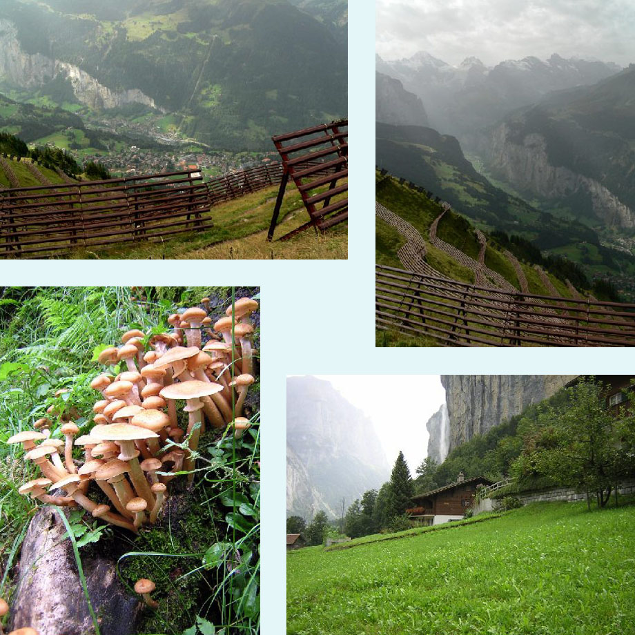 uitzicht op Wengen en Lauterbrunnen, kijkje het dal in, honingzwammen, vanuit onze tuin