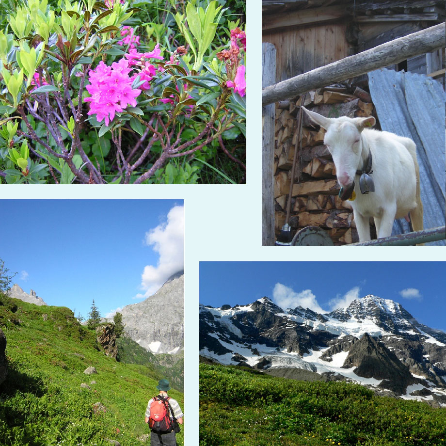 alpenroosjes, geit bij Schwand, op pad naar de hut, uitzicht op Breithorn