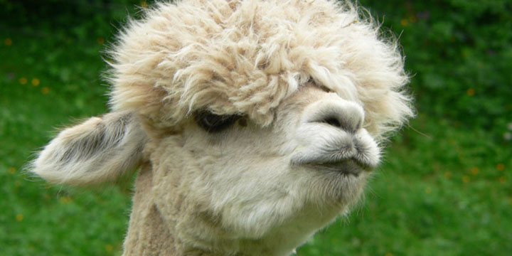 tuttig alpaca'tje