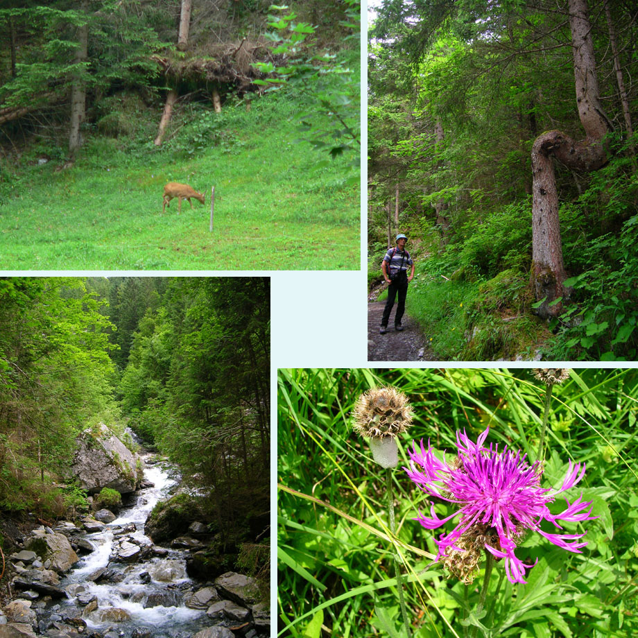 ree in het dal, gevouwen boom, Schiltbach, centaurie